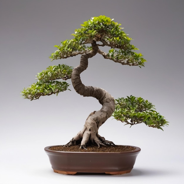 a small bonsai tree in a pot with a white background