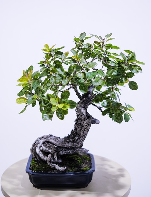 Photo small bonsai tree in a pot