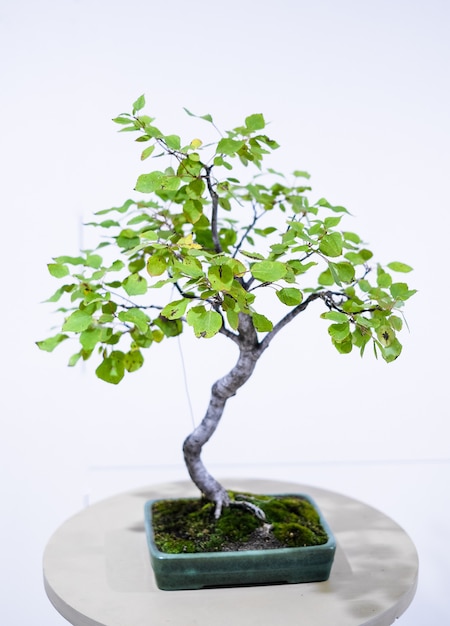 Photo small bonsai tree in a pot