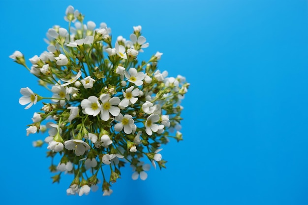 small bouquet on a blue background