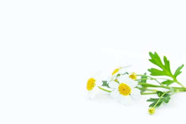 Small bouquet of camomiles on gray surface