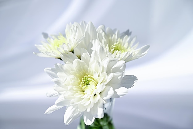 Small bouquet of chrysanthemums on the windowsill bw