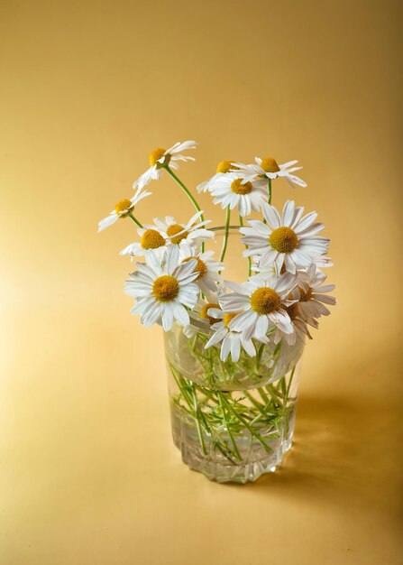 A small bouquet of fresh tender field daisies in a glass beaker with water on a yellow background