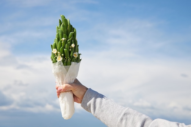 青い空を背景に緑のエンドウ豆の鞘の小さな花束