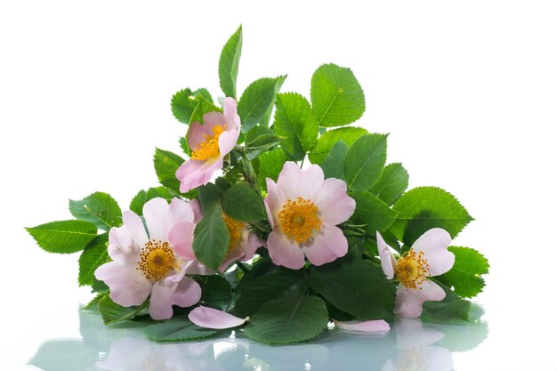 Small bouquet of wild rosehip flowers on white background