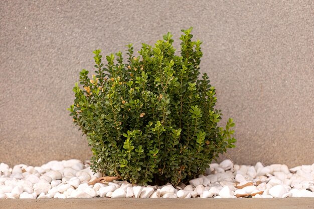 Buxus 속의 작은 상자 식물