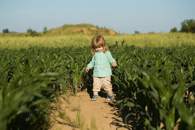 Small boy in green field of corn or maize