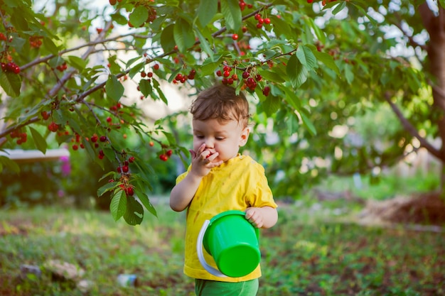 A small boy, an infant, in a bright yellow T-shirt collects a sweet cherry on the precinct.