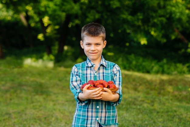 A small boy in the Park with a large basket of strawberries.