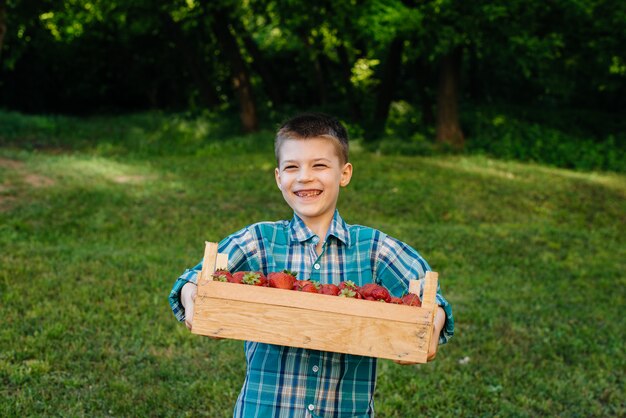 A small boy in the Park with a large basket of strawberries.