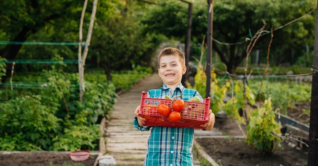 A small boy stands with a whole box of ripe vegetables at sunset in the garden and smiles. Agriculture, harvesting. Environmentally friendly product.