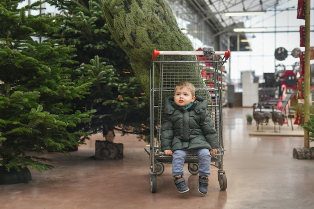 手押し車に乗った小さな男の子が市場でクリスマス ツリーを選ぶ