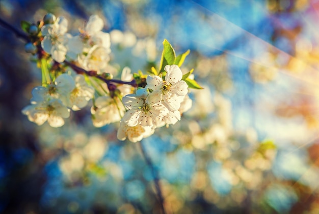 Small branch of blossoming cherry tree on sunrise floral spring background instagram stile