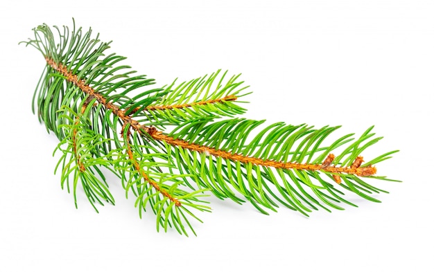 Small branch of Christmas tree