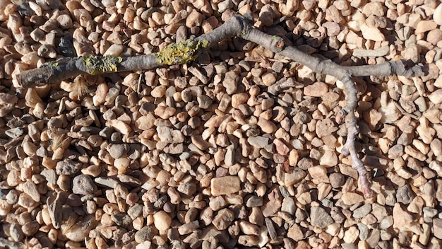 A small branch lies on small gravel pebbles