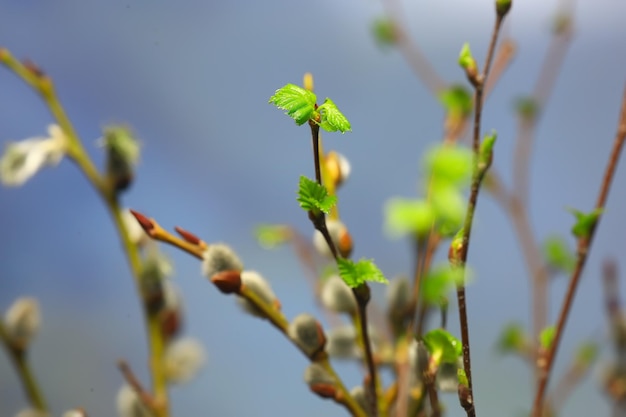 つぼみの葉/春の背景、概念の新鮮さの植物学の若者と小さな枝