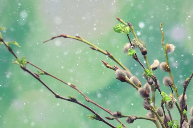 small branches with buds leaves / spring background, concept freshness botany youth