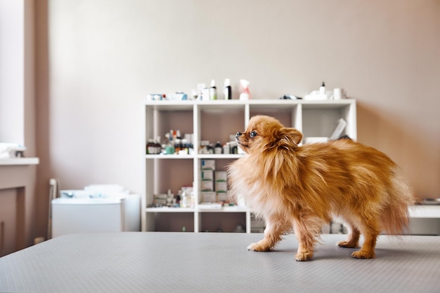 Small but brave portrait of cute little dog standing on the table while visiting veterinary