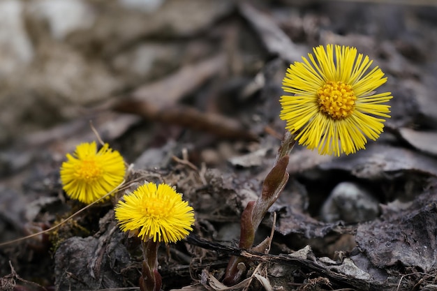 작은 밝은 노란색 coltsfoot Tussilago farfara 꽃은 회색 땅과 건조한 잎에서 성장 클로즈업 매크로 세부 사항