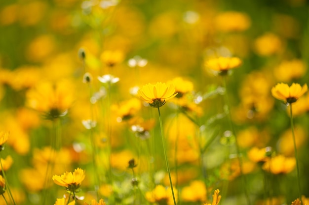 Small bright yellow flowers in the sun