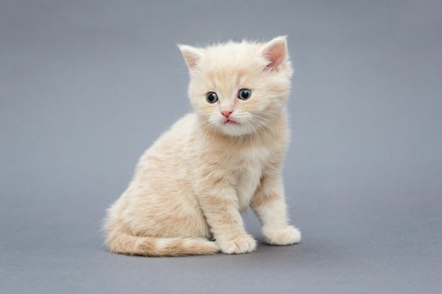 Small British kitten beige colour