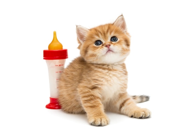 Premium Photo | Small british kitten and bottle of milk