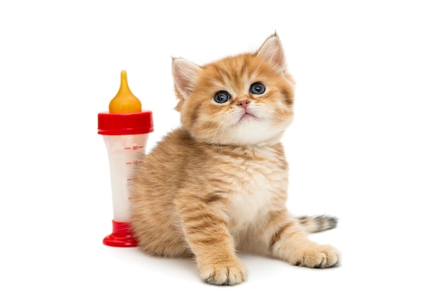 Small British kitten and bottle of milk