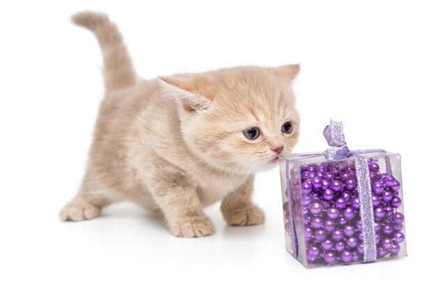 Small British kitten and Christmas toy