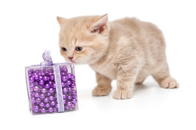 Small British kitten and Christmas toy