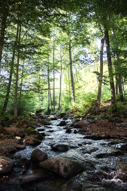 A small brook trickles down this hill during Autumn in the Pocono Mountains of Pennsylvania.