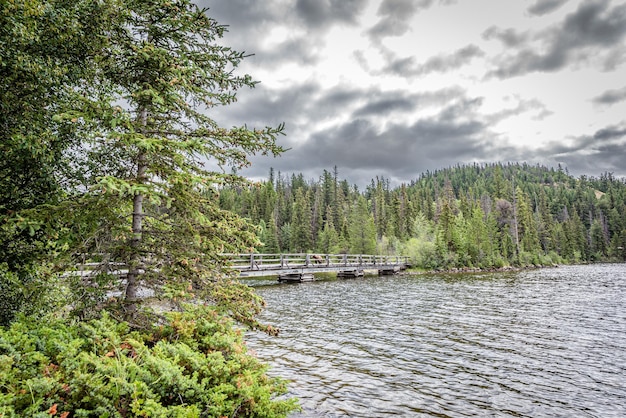 A small brown bear walking across the Pyramid Island Bridge in Jasper National Park, Alberta