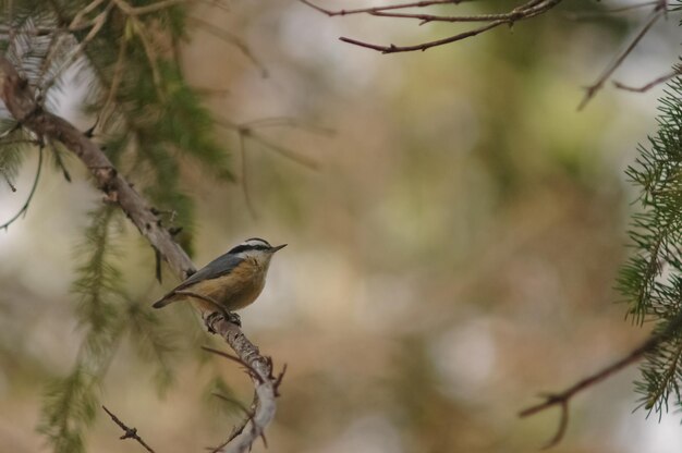 Small brown bird in a forest