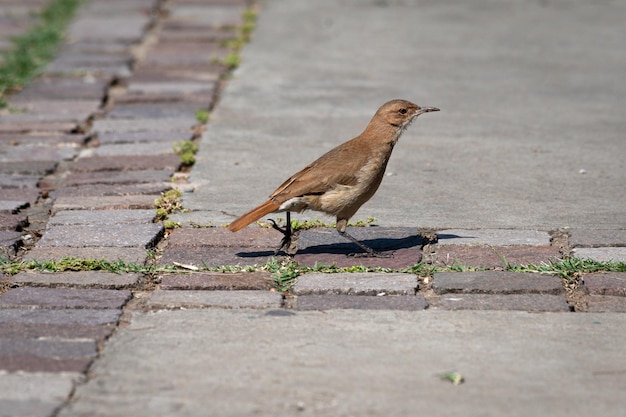 街の通りの地面に小さな茶色の鳥