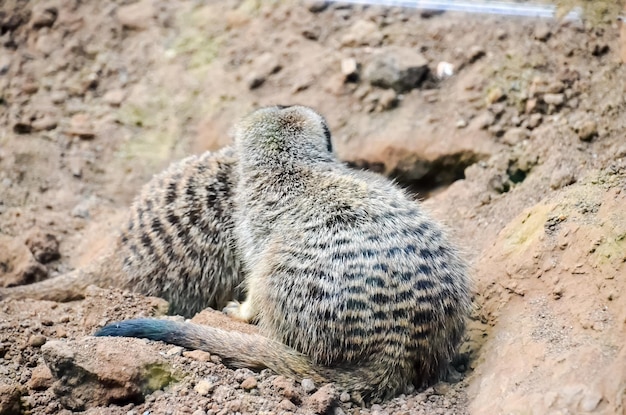 Маленький коричневый хищник Африканское млекопитающее Животное Suricata