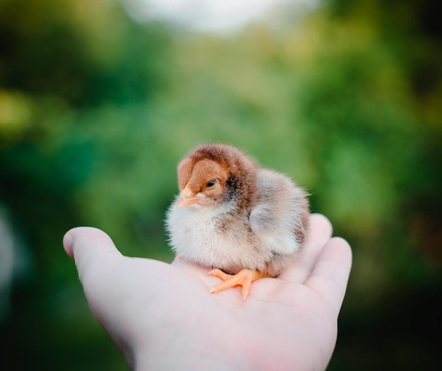 A small brown chick in a man's hand. Great plan.