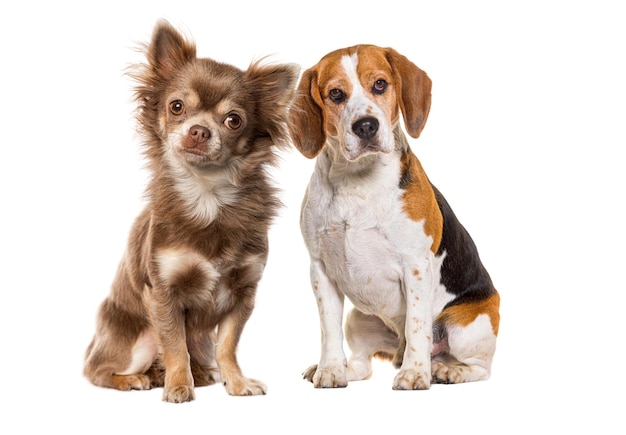 小さな茶色の犬が大きな黒と白の犬の隣に座っている