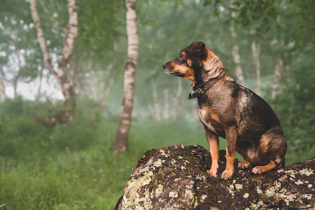small brown dog sits on a crooked birch trunk.