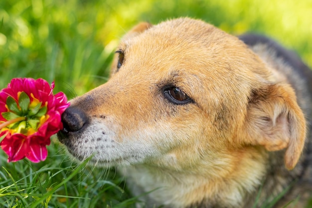 小さな茶色の犬が赤い花を嗅ぐ