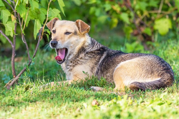 Un piccolo cane marrone con la bocca aperta giace in giardino tra il verde