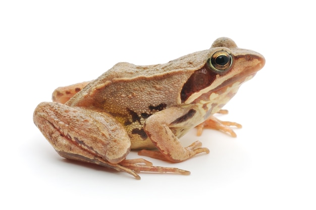 Small brown frog isolated on white background