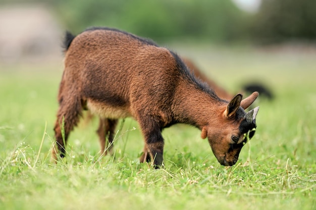 小さな茶色のヤギ (オランダのピグミー種) 子供の放牧、草を食べる、側面からの眺め