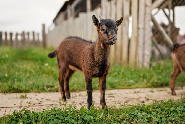 Маленькая коричневая коза (голландская карликовая порода) пасется на ферме