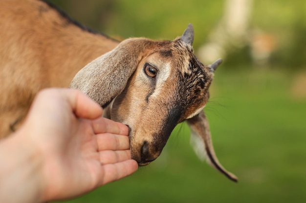 Small brown goat kid licking and chewing man's hand.