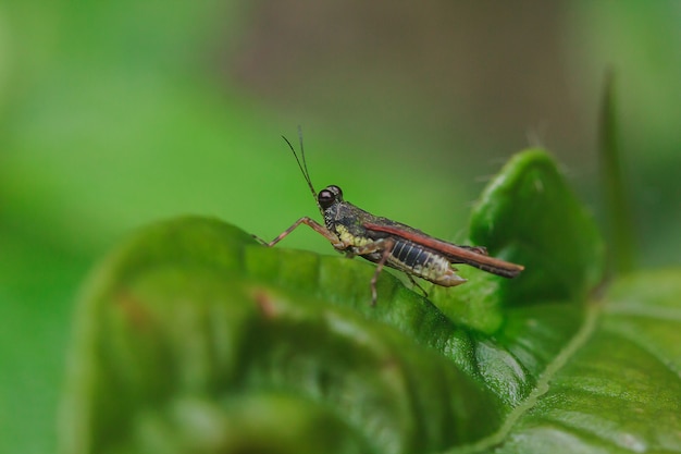 Small brown grasshopper on leaves in nature