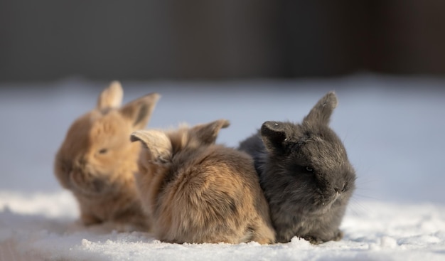 small brown hare on the snow in cold winter