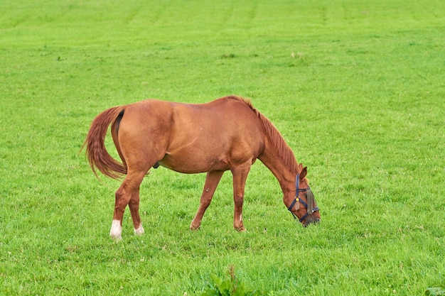 晴れた日にコピースペースのある屋外の野原から一人で緑の草を食べる小さな茶色の馬田舎の牧草地を自由に歩き回るかわいい栗のポニー競走馬として育てられている子馬