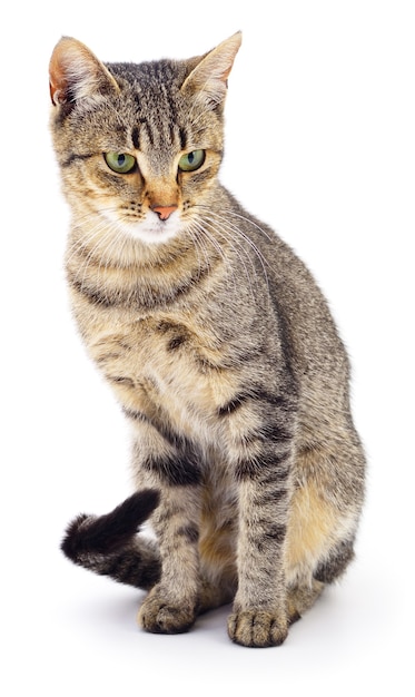 Small brown kitten isolated on white background.