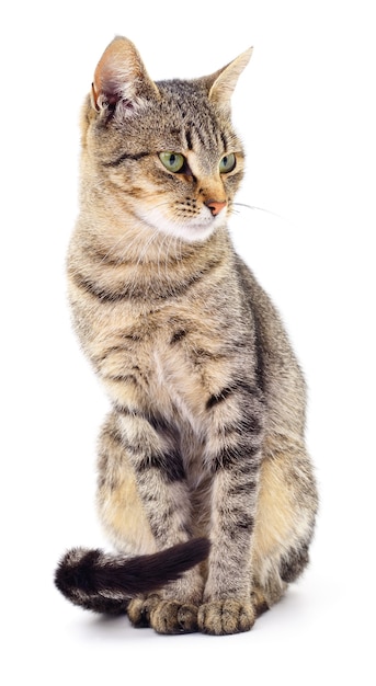 Small brown kitten isolated on white background.