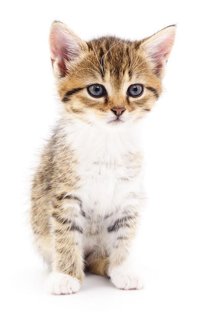 Piccolo gattino marrone isolato su sfondo bianco.