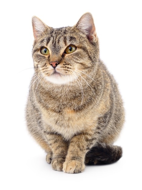 Small brown kitten isolated on white background.